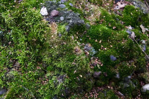 Moss filled on stone — Stock Photo, Image