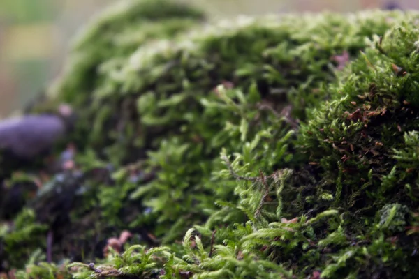 Moss lleno de piedra — Foto de Stock
