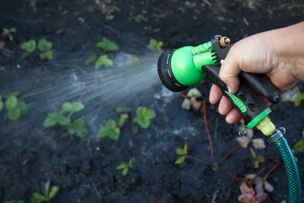 Bahçedeki bitkileri sulamak