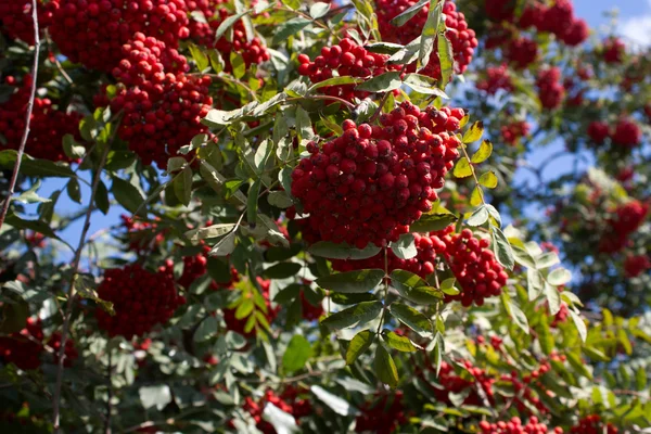 Vogelbeeren auf Eberesche im Sommer mit grünen Blättern — Stockfoto