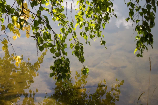 Abedul en la orilla del lago con follaje amarillo que refleja en aguas tranquilas — Foto de Stock