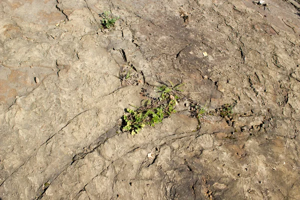 Esquisto de roca sedimentaria — Foto de Stock