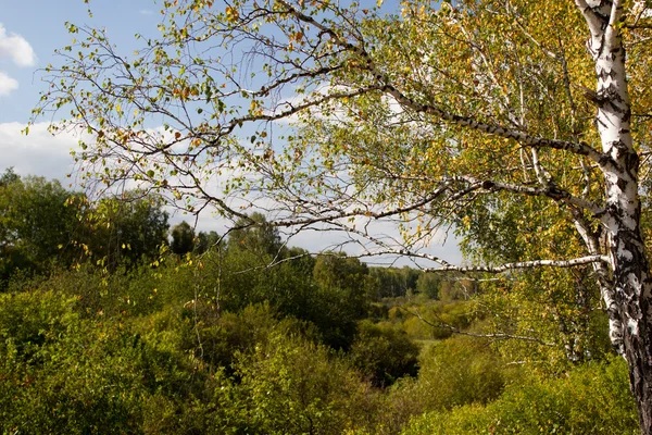 sonbahar sararmış huş ağacı orman