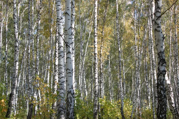 sonbahar sararmış huş ağacı orman