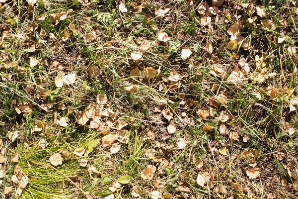 Foresta di betulla ingiallita autunno — Foto Stock