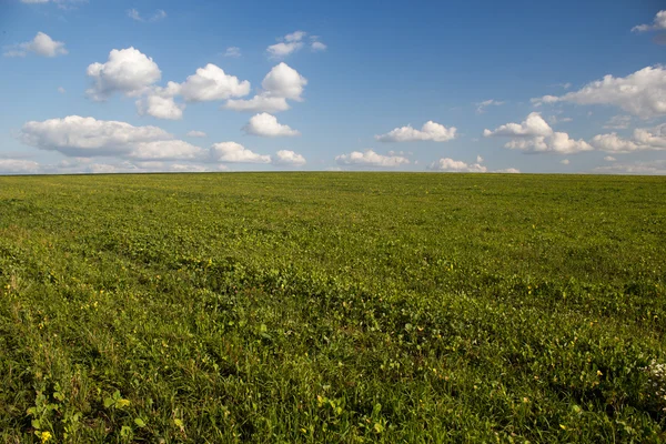 Campo de cultivo verde y cielo nublado azul — Foto de Stock