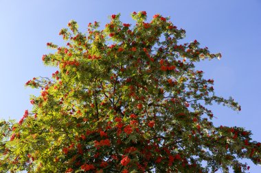 Üvez meyveleri yeşil yaprakları ile yaz aylarında rowan ağacı üzerinde