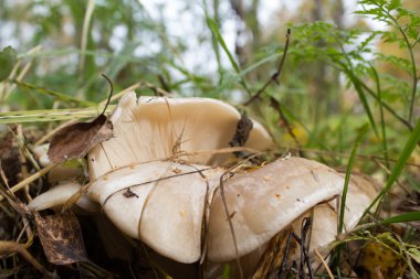 Sonbahar ormanda büyüyen mantar