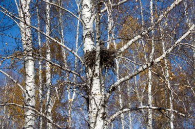 bir ağaç yuvada kargalar