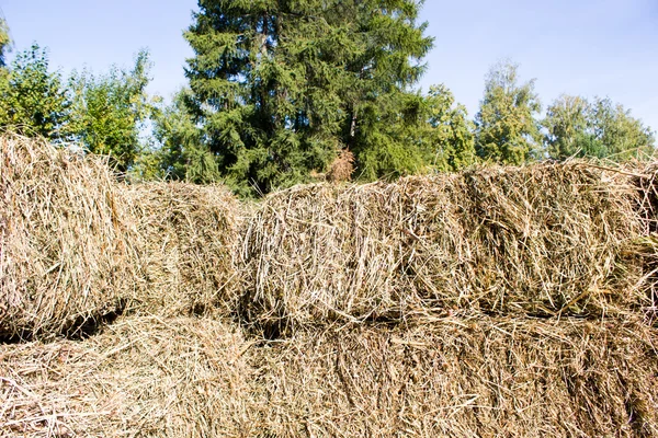 Vers gesneden en kaalgeschoren hooi gestapeld om te drogen — Stockfoto