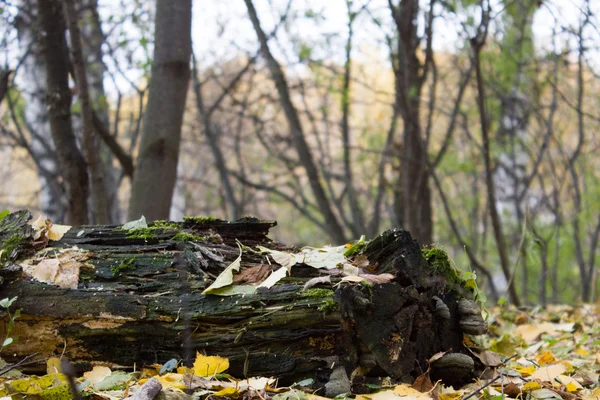 Tocón de árbol en un bosque de otoño — Foto de Stock