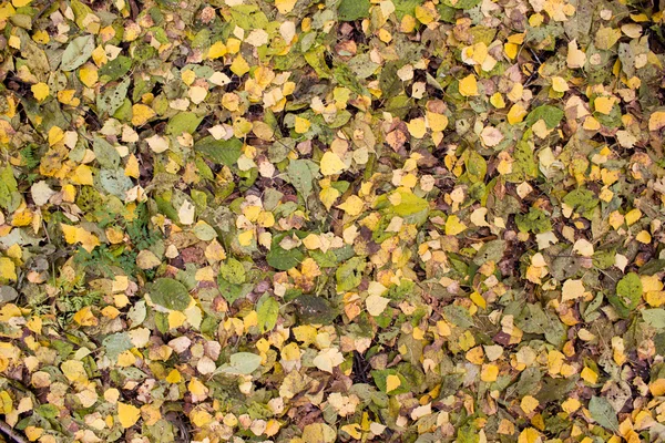 秋には紅葉のカーペット — ストック写真