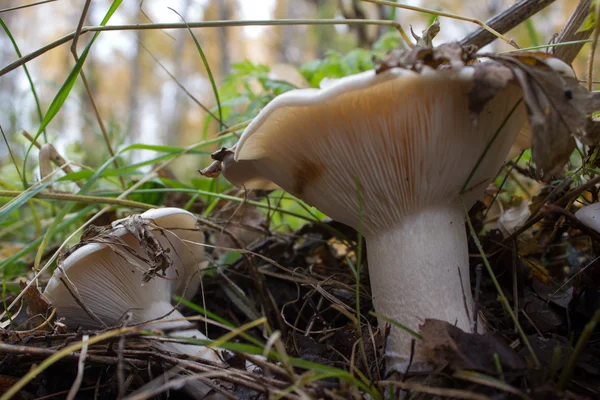 Champignons poussant dans la forêt d'automne — Photo