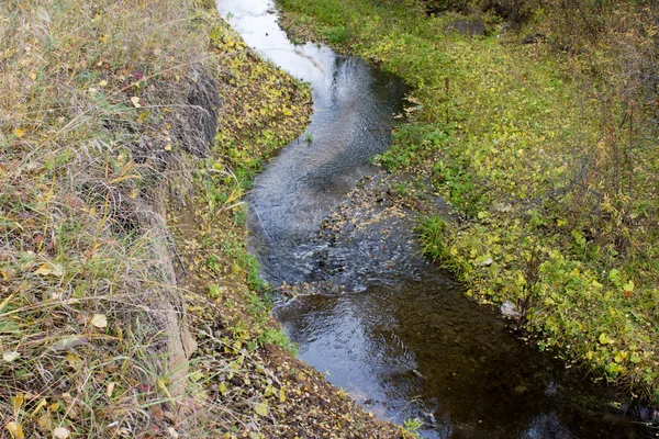 Wyczyścić creek w lesie — Zdjęcie stockowe