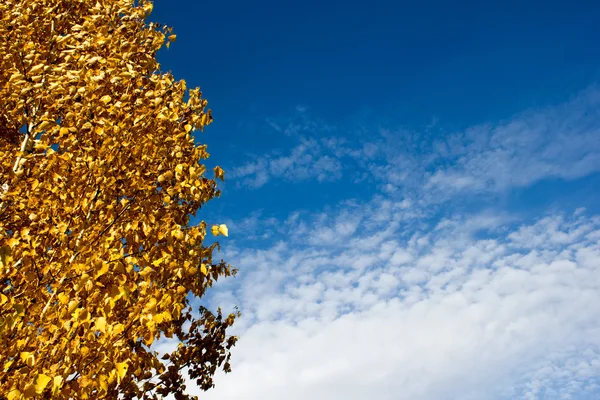 Zlaté břízy na pozadí modré oblohy na podzim — Stock fotografie