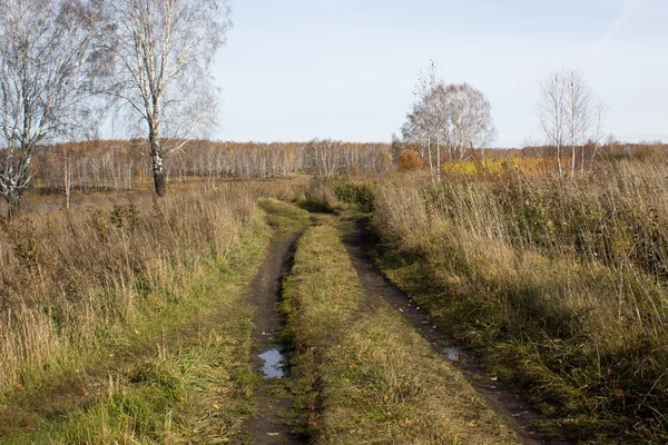 Silnice v podzimním lese, lesní — Stock fotografie