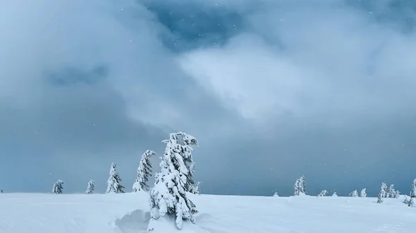 Yüksek Ukrayna Karpatlar 'ında soğuk bir gün. Rüzgarlı, gri bulutlar ve tek başına donmuş ağaçlar zirvede