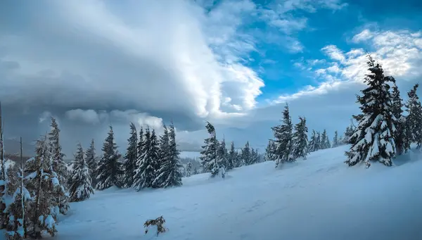 Ukrayna 'daki dağ ormanlarında kış karı. Ağaçlar ve bulutlu gökyüzü