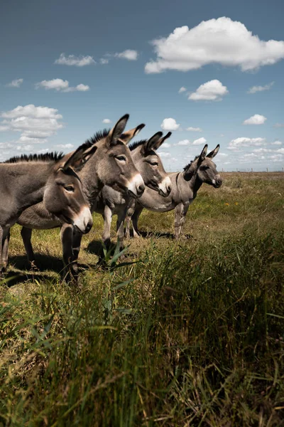 Vahşi doğada bir grup eşek.. 
