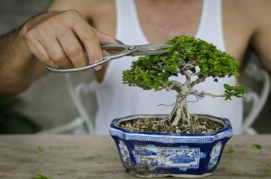 Man pruning a bonsai whith scissors clipart