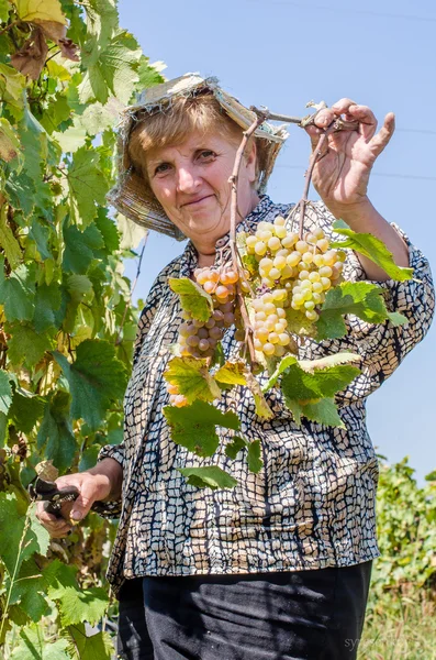 Грузинка на урожае винограда . — стоковое фото