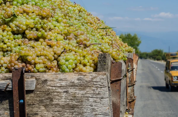 Caminhão cheio de uvas maduras — Fotografia de Stock