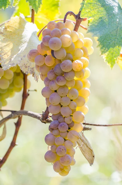 Monte de uvas brancas maduras ao sol brilhar — Fotografia de Stock