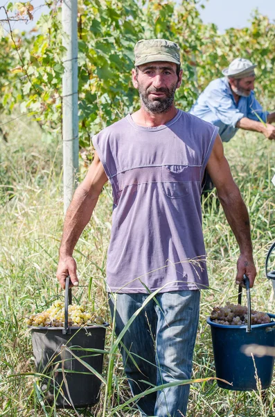 Georgiano carrega madeira nas ondas nas montanhas de Svaneti, Georgia.2014 — Fotografia de Stock