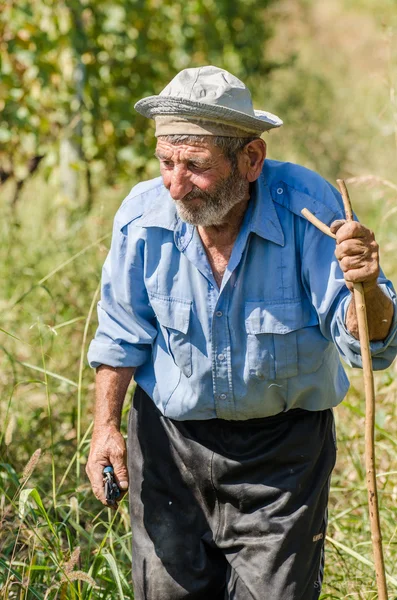 Georgian man carries wood on the waves in the mountains of Svaneti, Georgia.2014 Royalty Free Stock Photos