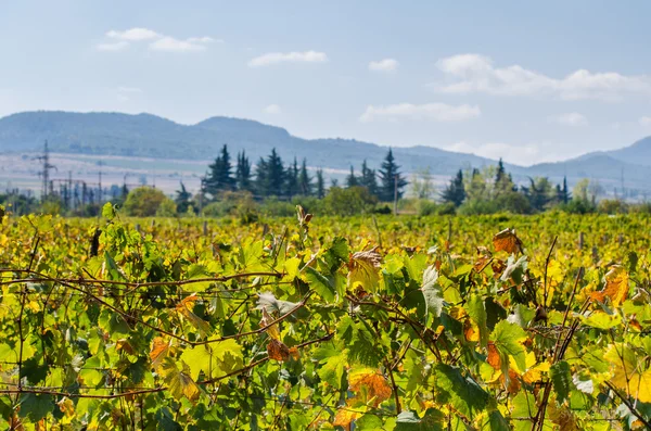 As vinhas da Geórgia no outono após a colheita. Kakheti, vale do Alazani — Fotografia de Stock