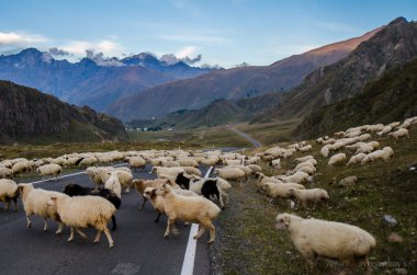 koyun sürüsü çapraz Gürcü askeri karayolu, Georgia