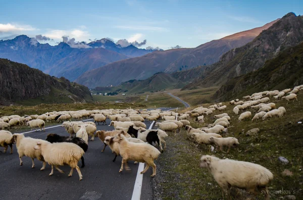 Kudde schapen cross de Georgische militaire weg, Georgië — Stockfoto
