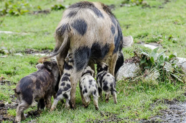 küçük domuz ve onların anne domuz