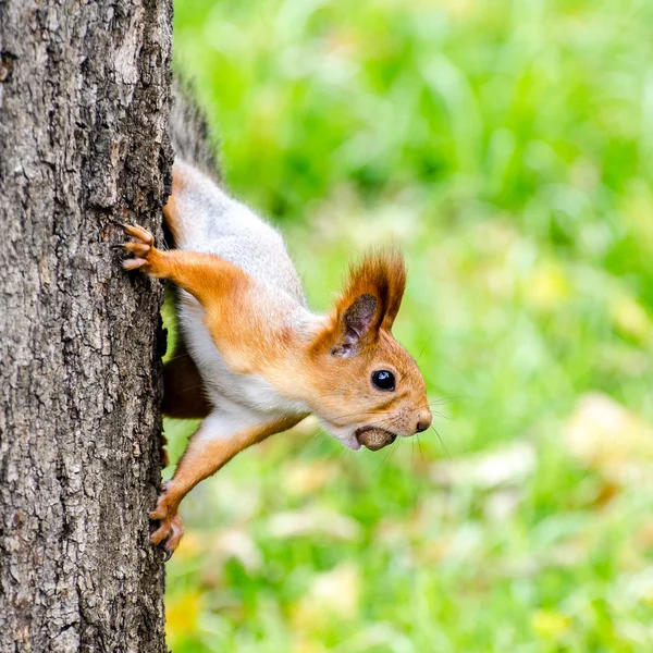 Ekorren sitter på ett träd och innehar tänder muttern — Stockfoto