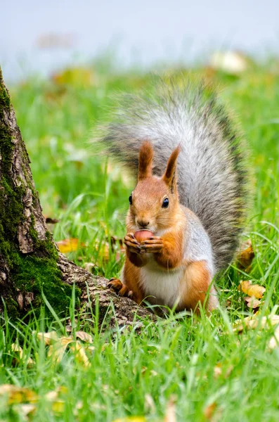 Çim ve çiğnemek fındık üzerinde oturan sincap