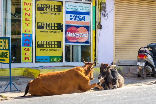 döviz bürosu inekler uzan