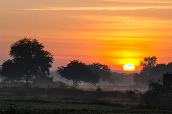 Sunrise, ağaçta sis