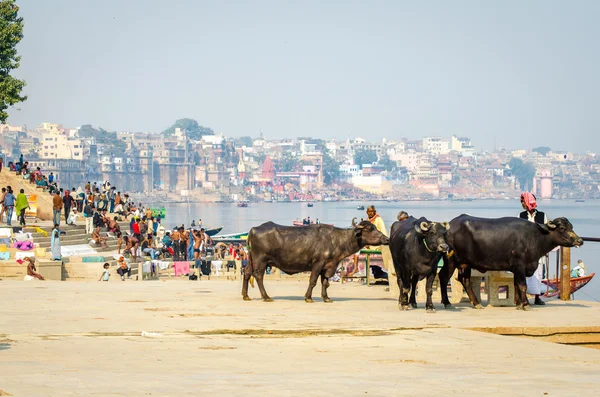 Коровы и люди на берегу реки утром — стоковое фото
