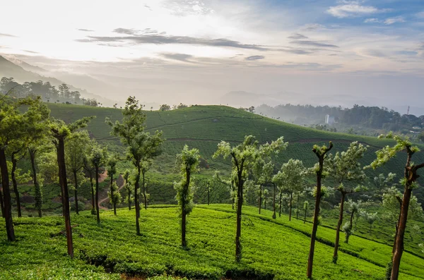 çay tarlaları ve kauçuk ağaçları dağlarda