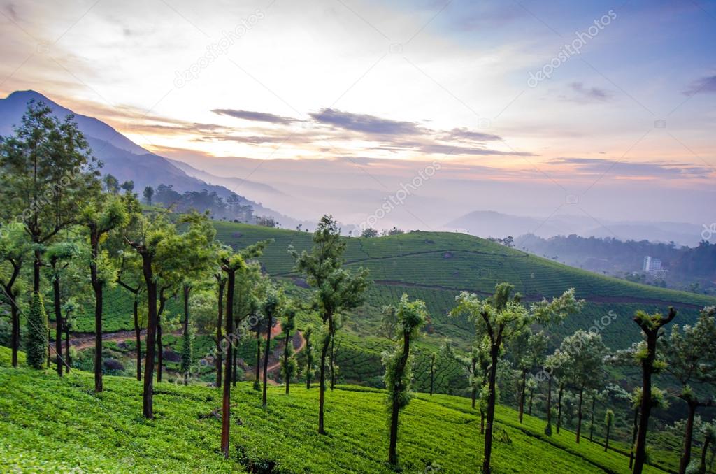 tea plantations and rubber trees in the mountains