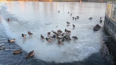 Vahşi ördekler buz tutmuş gölde yemek yiyorlar.