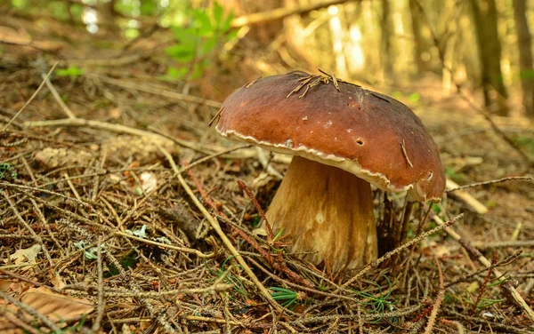 Landschap van bergen van Karpaten — Stockfoto