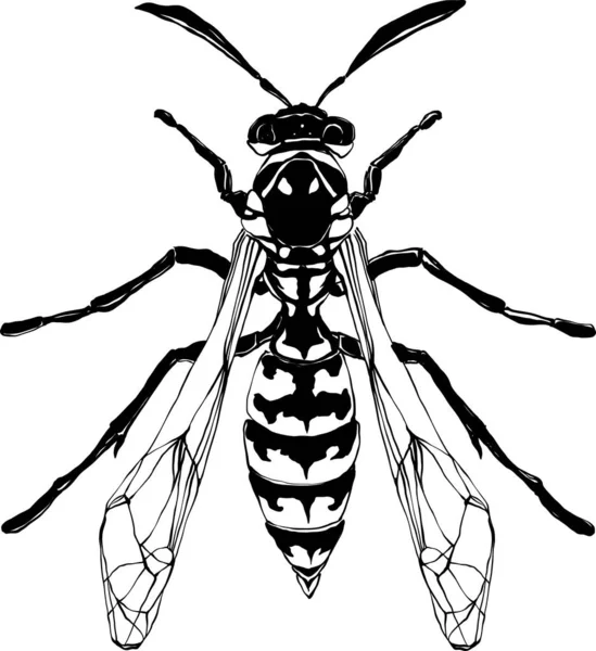 Weird Beautiful Wasp White Background Ornate Decorated Outline Insect Wings Stock Illustration