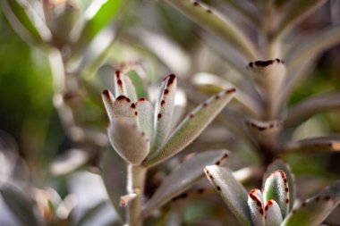 Garip bir bitkinin yeşil ve kırmızı dokusu