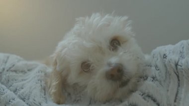 Köpek gün ışığında rahatça dinleniyor.