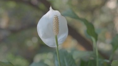 Sokaktaki ağacın önünde barış zambağı