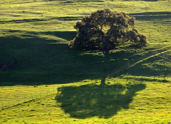 Árvore durante o pôr do sol — Fotografia de Stock