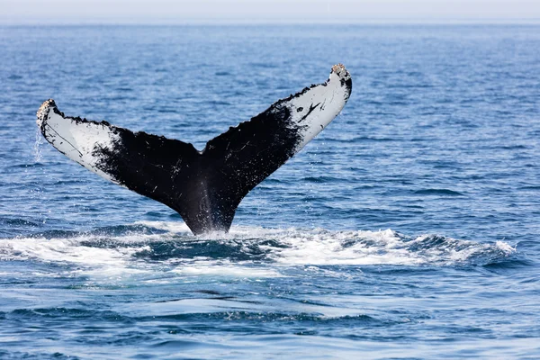 Tail of Whale, Cape Cod — Stock Photo, Image