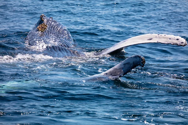 Walvis van de kabeljauw van de Kaap van de staart, cape cod, — Stockfoto