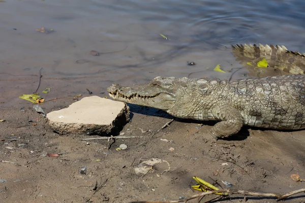 Szent krokodil, Burkina Faso — Stock Fotó